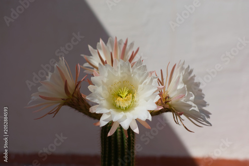 Flores de cáctus Echinopsis spachiana con gotas de agua