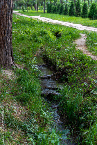Small forest stream flowing through lush green grass in a park. A peaceful scene featuring a narrow stream or brook cutting through vibrant green meadow grass.