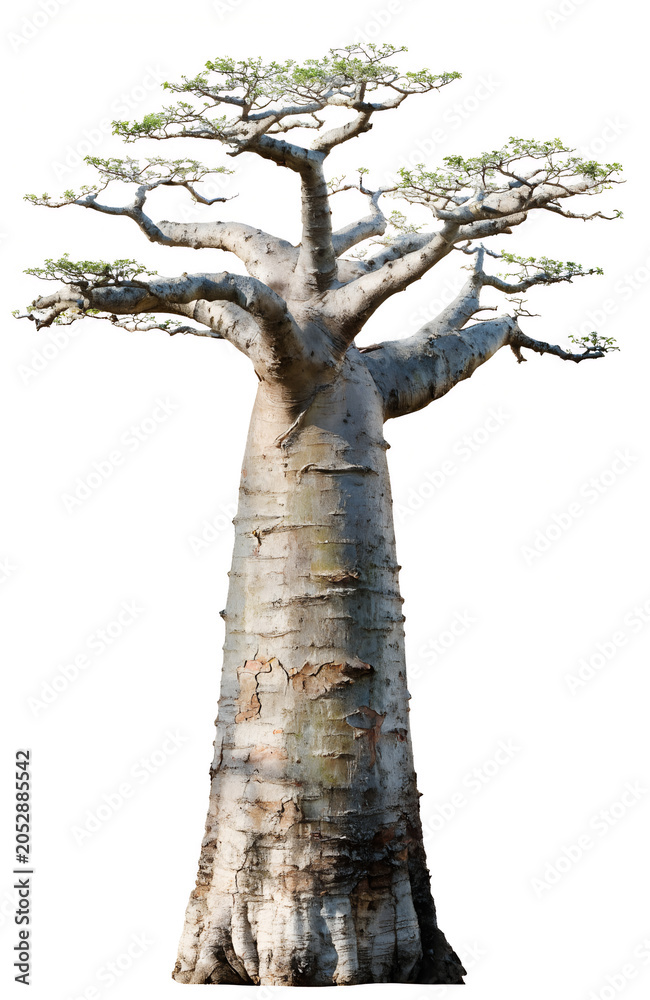 Fototapeta premium Baobab Tree Isolated On White Background
