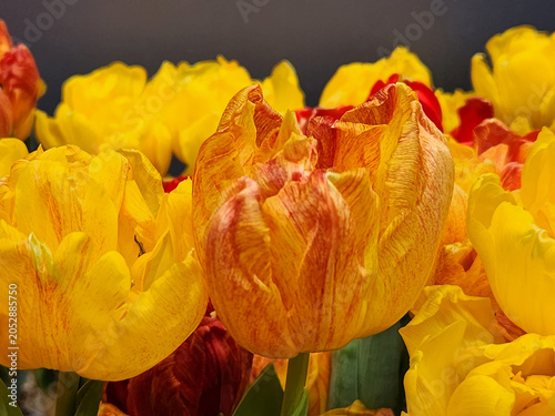 Yellow and red tulips. Bouquet of tulip flowers