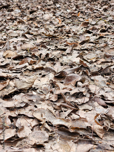 Autumn fallen leaves. Background of dry fallen leaves