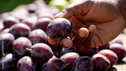 Closeup of black adult hand selecting ripe purple plums at outdoor fruit stall, fresh organic produce in warm sunlight, healthy eating and farmers market shopping