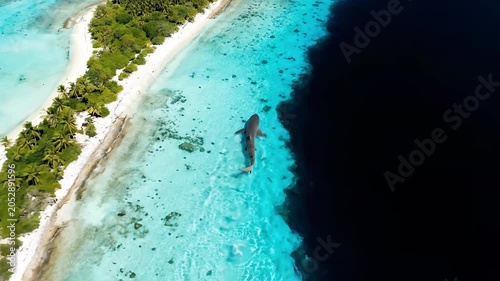 A breathtaking view showcases a shark gliding effortlessly through crystal-clear waters, surrounded by vibrant coral reefs and a lush tropical coastline beneath a radiant sun.