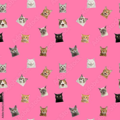 Cute cats faces seamless pattern on pink background