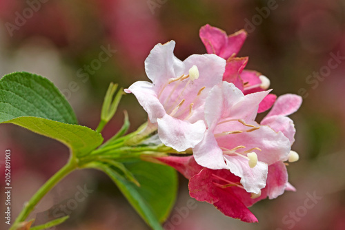 Canvas Print Weigela hortensis, an ornamental deciduous shrub with abundant pink and white bell-shaped flowers