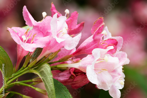 Tablou pe pânză Weigela hortensis, an ornamental deciduous shrub with abundant pink and white bell-shaped flowers