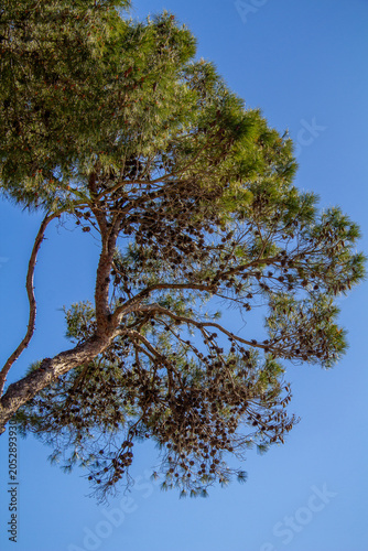 Pine tree against blue sky