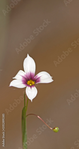 Canvas-taulu Sisyrinchium micranthum is a grass-like wildflower in the iris family, producing delicate blue to violet star-shaped flowers in meadows, grasslands, and disturbed habitats