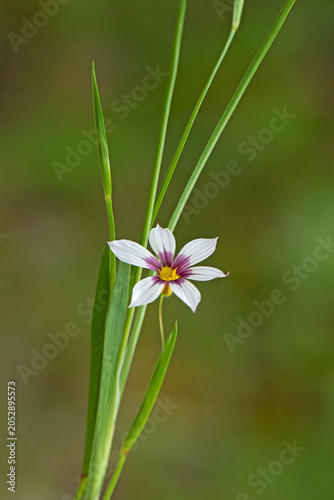Foto Sisyrinchium micranthum is a grass-like wildflower in the iris family, producing delicate blue to violet star-shaped flowers in meadows, grasslands, and disturbed habitats