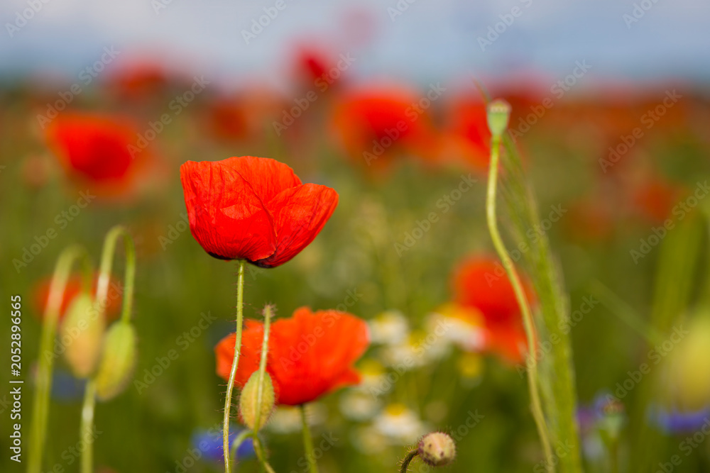 Naklejka premium Klatschmohn und Kornblumen