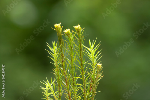 Polytrichum formosum is a moss species forming dense green cushions in moist, shaded forest habitats, with upright stems and characteristic yellowish-green capsule structures.