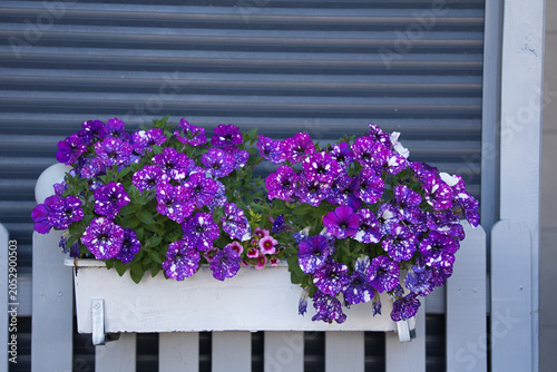 Obraz na plátne A petunia variety called 'Night Sky' growing in a white rectangular planter