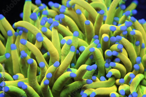Cuadro en lienzo Vibrant Holy Grail Torch Coral, 24k Gold Torch Coral, Close-Up in Saltwater Reef