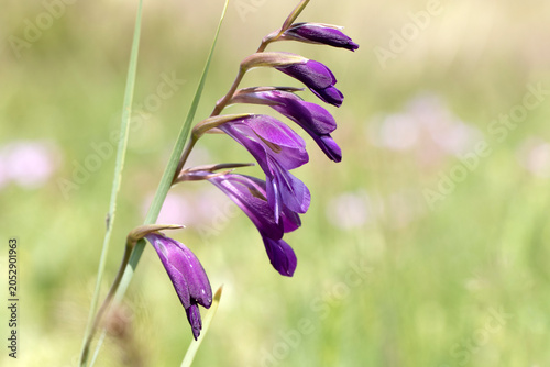 Fotografia Gladiolus atroviolaceus, known as dark violet gladiolus, is a cormous perennial with deep violet flowers arranged on a spike, blooming in spring to early summer