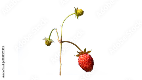 Isolated Wild strawberry or Alpine strawberry (Fragaria vesca), a small perennial herb found in forested and mountainous regions, producing highly aromatic red fruits when ripe.