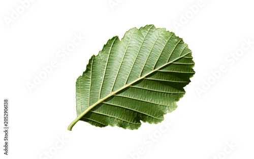 Isolated backside texture of Black Alder (Alnus glutinosa), a moisture-loving tree common along riversides. Features glossy sticky foliage, distinct veins, and finely toothed leaf margins.