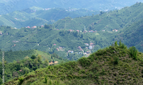 Bild auf Leinwand A typical Eastern Black Sea settlement in May, with scattered houses nestled among lush hazelnut orchards on steep green mountain slopes