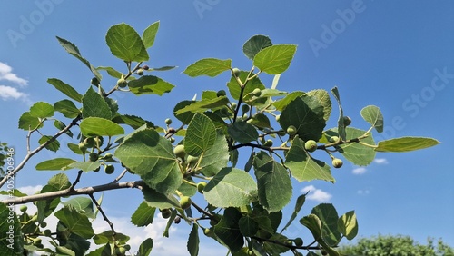 Fotografie A common fig (Ficus carica) branch showing fruits at various stages of maturity