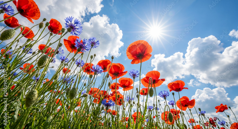 Fototapeta premium Low angle view of vibrant red poppies and blue cornflowers in a summer meadow against a bright blue sky with fluffy white clouds and shining sun