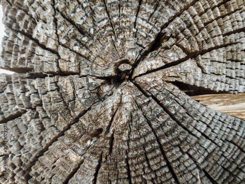 Detailed close up view of a weathered tree trunk reveals natural cracks and growth rings. The organic texture represents age, resilience, and natural patterns