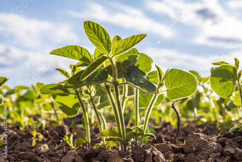 Foto Young Soybean Plants Thrive in Rich Soil Under a Bright Sky, Capturing the Essen