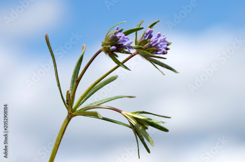 Asperula arvensis (field madder), an annual Rubiaceae plant with small blue to violet flowers forming spherical clusters. Common in fields and open disturbed habitats.