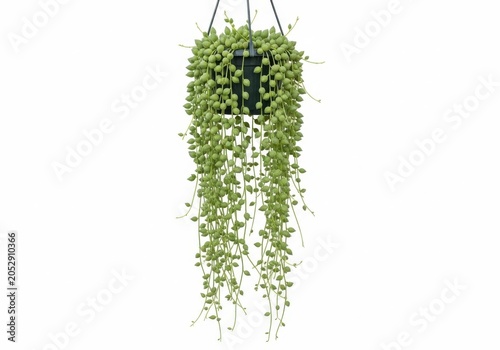 String of succulents in a hanging planter isolated on white background