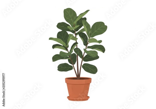 Healthy green rubber plant in a small terracotta pot isolated on white background