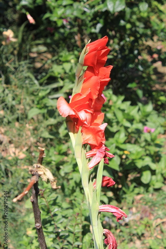 Fotografie Gladiolus or the Sword Lily red flowers