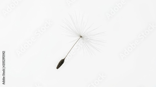 Delicate dandelion seed drifts gently on a bright white background, symbolizing new beginnings and hope.