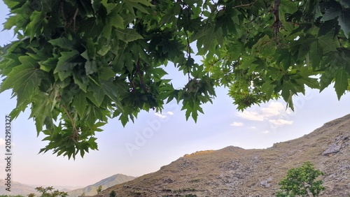 Canvastavla Maple or Acer pseudoplatanus making beautiful scenary in a Mountainy area