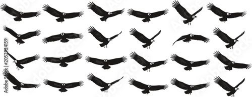 Canvastavla Black Silhouette Vector Collection of Flying Vultures or Condors with Broad Wing