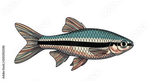 Canvastavla Small black neon tetra fish with its characteristic horizontal stripes is illustrated against a white background