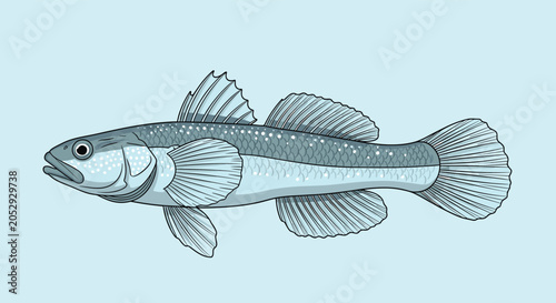 Schilderij op canvas Detailed scientific illustration of a small silver fish with blue fins and spots swimming against a solid light blue background for nature study