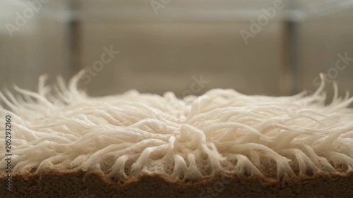 Time Lapse of Mycelium Fungal Growth Expanding on Agar Media in Laboratory