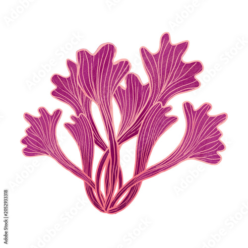 graphic resource illustration: aquatic plants and coral reefs
