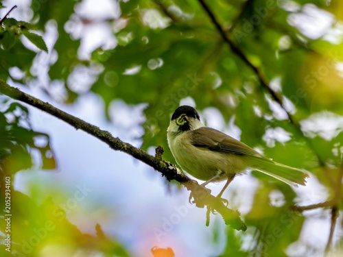 Marsh tit with a caterpillar in its beak