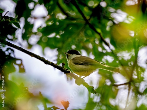 Foto Marsh tit in a treetop