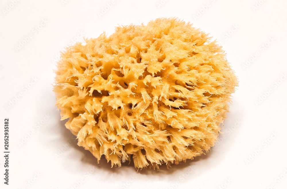 Fototapeta premium Natural sea sponge isolated on white background