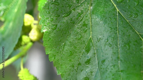 4K Raindrops on Green Leaf in Sunlight. Ultra HD 4K close-up video of fresh green leaves covered with raindrops gently moving in natural sunlight.