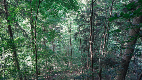 Obraz na płótnie Dense green forest with thin tree trunks