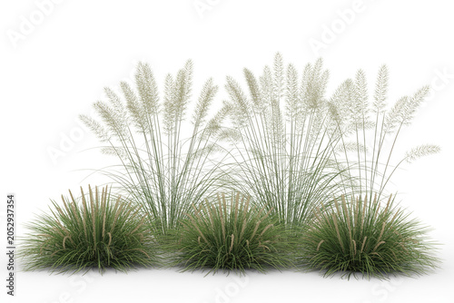 Group of tall ornamental grasses with feathery plumes and shorter bushy grasses against a white background, perfect for landscaping and garden design