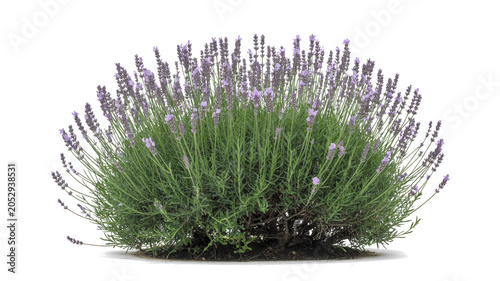 Lush Blooming Lavender Bush with Vibrant Purple Flowers Isolated on a Clean White Background for Garden Design