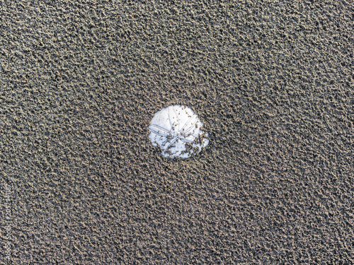 Sand dollar partially covered in textured sand