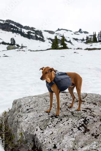 Dog hiking with backpage in alpine snow