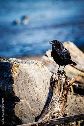 A crow on wood, infront of ocean