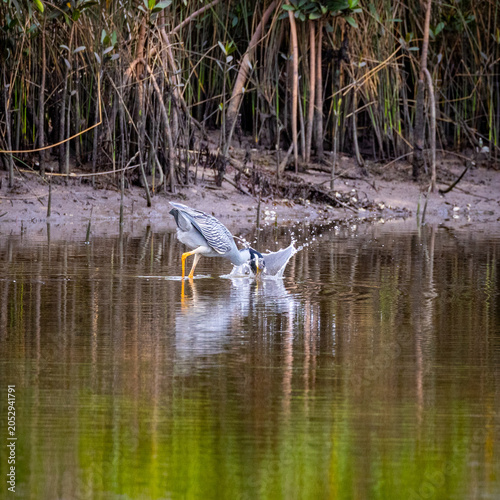 Crane fishing crabs in estuary