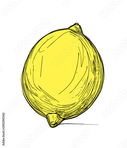 Cytryna ilustracja rysunek