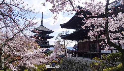 Japanese Temple with Cherry Blossoms in Bloom.