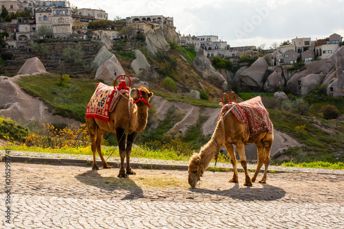 Decorated Camels Touching Heads In The Cappadocia Turkey Landscape